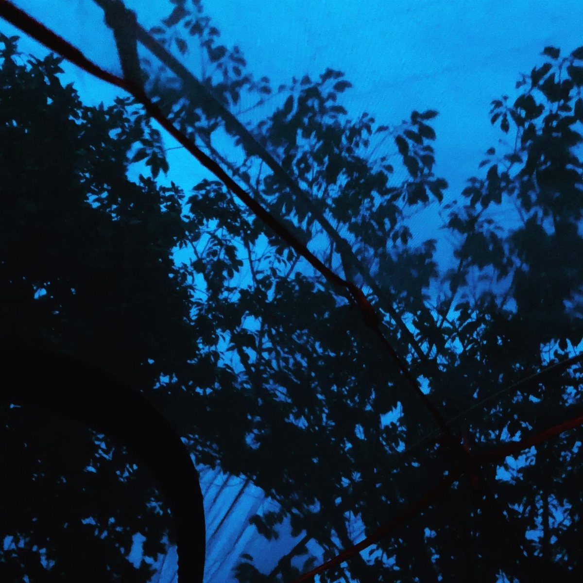Dark silhouettes of tree branches seen through the mesh ceiling of a camping tent.