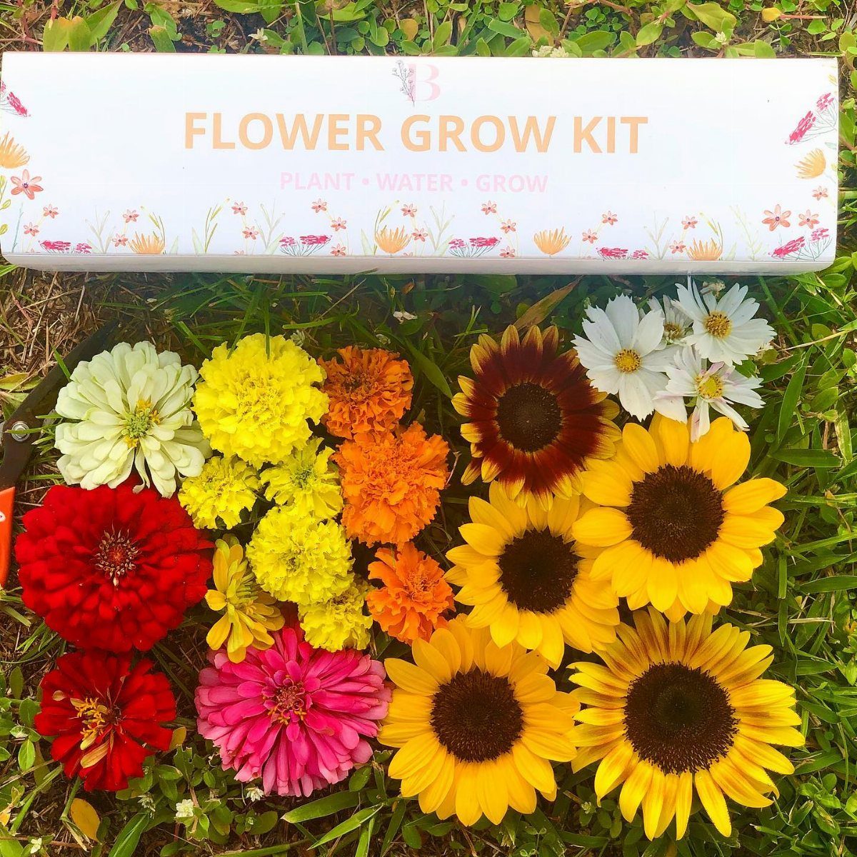 A flower grow kit box surrounded by colorful sunflowers, zinnias, and marigolds on green grass.