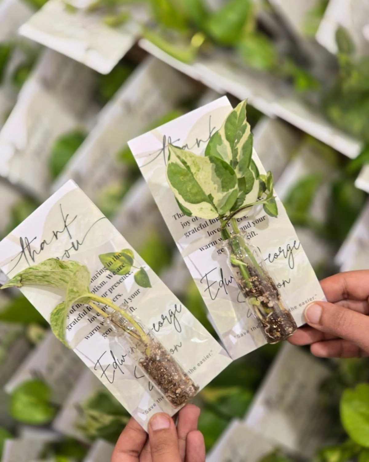 Hands holding two small variegated pothos plant cuttings in clear tubes with thank you tags.