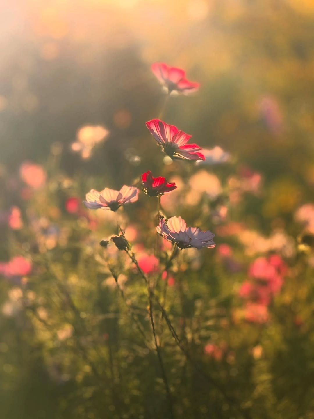 Pink and white cosmos flowers blooming in a sunlit field during golden hour.